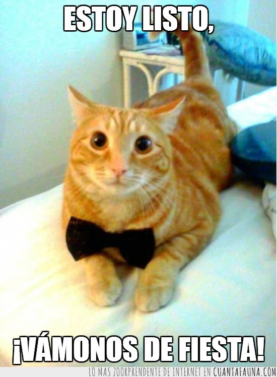 clase,Fiesta,gato,pajarita